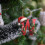 Julebogstavornament Akryl Rød 7,6 cm 5