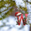 Julebogstavornament Akryl Rød 7,6 cm 3