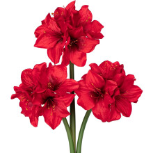 Briful3PCS Fiori artificiali di amarilli rossi, 44 cm, bouquet di seta a 4 teste per casa, ufficio, matrimoni e feste – Compatibile con vasi