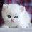 Realistic Robot Cat for Adults with Walking Meowing Tail 7