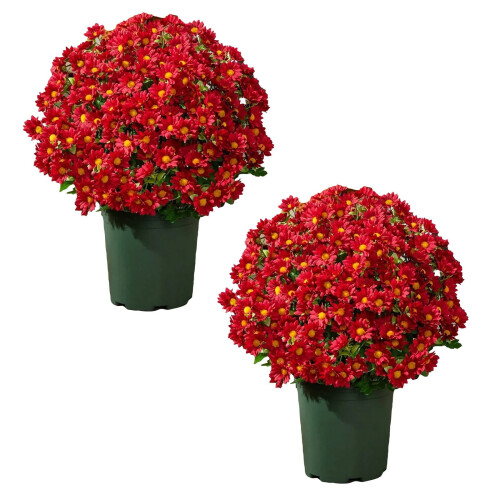 Künstliche Chrysanthemen, UV-beständig, 10 Bündel 1