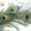 Pacote com 50 penas de pavão de 40 a 45 cm (16 a 18 polegadas) para artesanato, decoração de casamento e Halloween. 2
