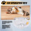 Pounce Cat Toy, Interactive Automatic Toy Adjustable Electronic Battery Operated Toy 6