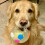 TPR Dog Soccer Ball Durable Interactive Toy with Handles 6