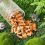 Juego de construcción de 200 mini ladrillos y tejas 2