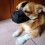 Dog Muzzle Adjustable Soft Mesh Dog Muzzle for Small Medium Large Dogs Prevents Biting Chewing Breathable Pet Muzzle 4