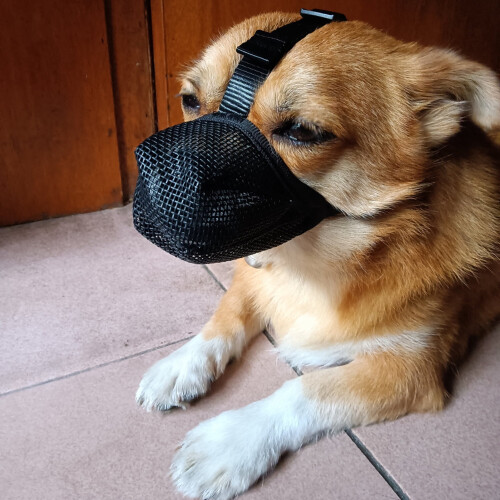 Dog Muzzle Adjustable Soft Mesh Dog Muzzle for Small Medium Large Dogs Prevents Biting Chewing Breathable Pet Muzzle 2