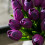 Tulipas artificiais roxas de 33 cm (13 polegadas), conjunto com 20 peças 5