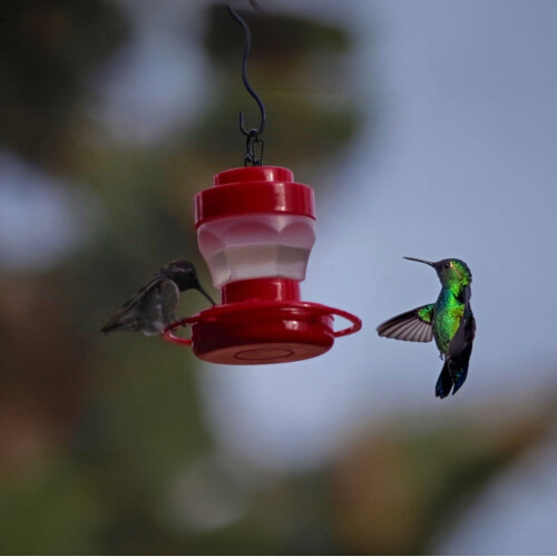 Soda Bottle Bird Feeder Eco-Friendly 2 pcs 1