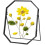 Glass Pressed Flower Frame Octagon Black 6x8 inches 1