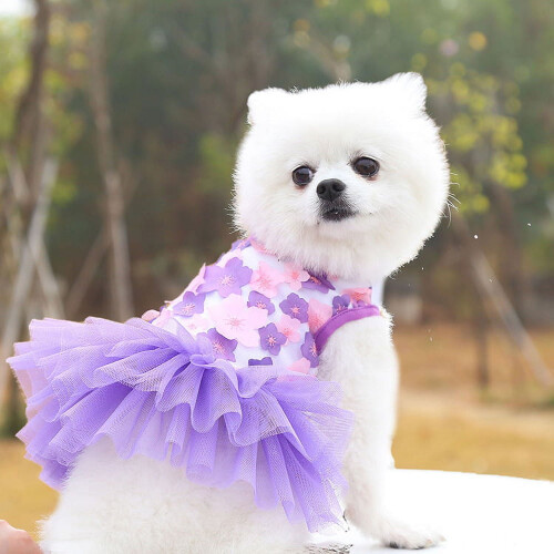 Robe pour petites chiennes, jupe tutu en dentelle 1