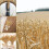 Dried Wheat Stalks Natural 100 Stems 45 cm 4