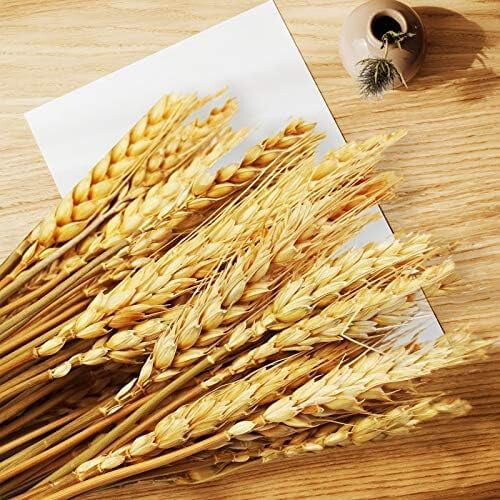 Dried Wheat Stalks Natural 100 Stems 45 cm 1
