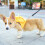 Ludlz Dog Pack, Backpack Durable Small Medium Dog Pack Exit for Camping Hiking Daily Walking 2