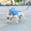 Ludlz Dog Pack, Backpack Durable Small Medium Dog Pack Exit for Camping Hiking Daily Walking 4