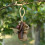 Carillon éolien artisanal en coquillage naturel 1