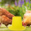 Yellow Plastic Chicken Feeder for Poultry Storage, -Term Use, 1 Piece 6