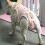 Couches lavables pour chienne, culottes en coton, taille XL 4