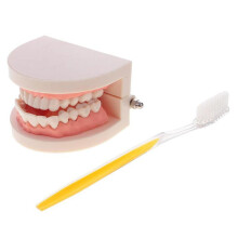 Life Size Human Mouth Teeth Model Toothbrush Science Educational Kit for School Teacher Student Supplies