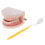 Life Size Human Mouth and Teeth Model Educational Kit 1