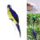 Green 25cm Realistic Parrot Simulation Toy 6