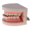 Life Size Human Mouth and Teeth Model Educational Kit 6