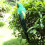 Green 25cm Realistic Parrot Simulation Toy 4