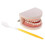 Life Size Human Mouth and Teeth Model Educational Kit 3