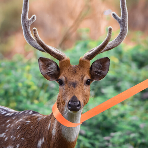 2 Pcs Deer Hunting Strap Portable Tree Stand Accessories Cart Nylon Cord Practical Hunter Accessory Pullers 1