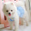 Vestido xadrez para cães pequenos e filhotes (1 peça) 2