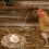 Raindrops Chicken Coop Bedding Shredded Straw for Nesting Comfortable and Clean Eggs Resting Mat 250g 5
