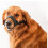 Pet Muzzle  L 3