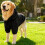 Pull pour chien à capuche chaude et douce pour temps froid, taille XL, noir 6