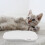 Balance numérique pour chats et chiens, blanche 4