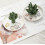 Ceramic ring holder with aloe and cactus design 1 piece 5