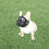 Adjustable Short Snout Dogs Muzzle Dogs for Biting Full Mesh 4