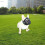 Adjustable Short Snout Dogs Muzzle Dogs for Biting Full Mesh 5