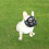 Adjustable Short Snout Dogs Muzzle Dogs for Biting Full Mesh 3