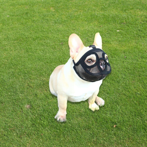Adjustable Short Snout Dogs Muzzle Dogs for Biting Full Mesh 2