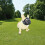 Adjustable Short Snout Dogs Muzzle Dogs for Biting Full Mesh 6