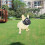 Adjustable Short Snout Dogs Muzzle Dogs for Biting Full Mesh 7