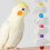 Παιχνίδι μασήματος με κόκαλα σουπιάς Worgeous Parrot, παιχνίδια πουλιών, παιχνίδια 1