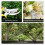 Ciseaux de jardinage en acier inoxydable, ensemble multi-usages 4