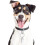 Set di targhette identificative per cani con anelli per collari e pettorine3 4
