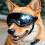 Lunettes coupe-vent pour chien avec sangle-Lentilles argentées 5