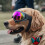 Lunettes coupe-vent pour chien avec sangle-Lentilles argentées 6