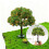 Miniature Landscape Tree for Model Scenes, Realistic Fruit Tree Ornament for DIY Crafts 6
