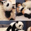 Panda-pehmolelu, erittäin pehmeä, 12 tuumaa 1