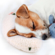 Dog Pillow, Anxiety Relief Pillow for Dog, Ultra Soft High Density Calming Pillow for Relief Sleeping Improve, Pet Calming Toy