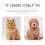 2 pcs Cat Automatic Water Dispenser Cat and Small Medium Dog Bowl Feeder 7